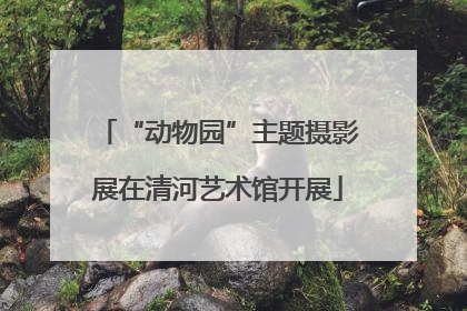 “动物园”主题摄影展在清河艺术馆开展