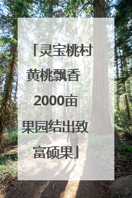 灵宝桃村黄桃飘香 2000亩果园结出致富硕果