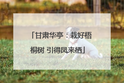 甘肃华亭：栽好梧桐树 引得凤来栖