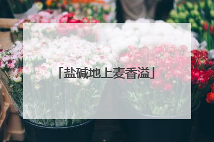 盐碱地上麦香溢