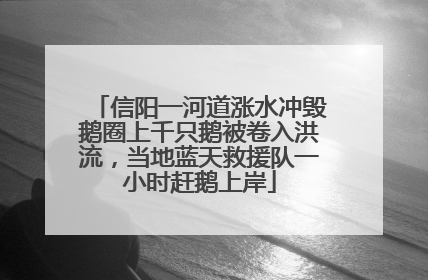 信阳一河道涨水冲毁鹅圈上千只鹅被卷入洪流，当地蓝天救援队一小时赶鹅上岸