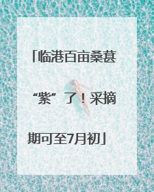 临港百亩桑葚“紫”了！采摘期可至7月初