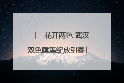 一花开两色 武汉双色睡莲绽放引客