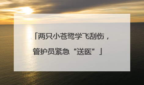 两只小苍鹭学飞刮伤，管护员紧急“送医”