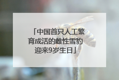 中国首只人工繁育成活的雌性雪豹迎来9岁生日