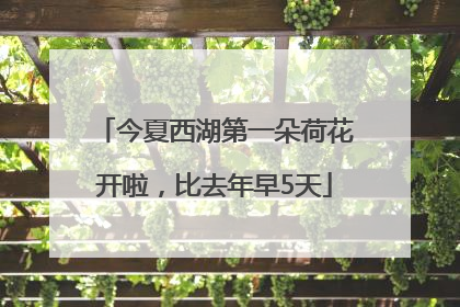 今夏西湖第一朵荷花开啦，比去年早5天
