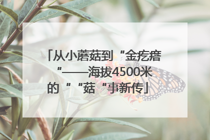 从小蘑菇到“金疙瘩“——海拔4500米的““菇“事新传