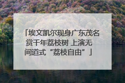 埃文凯尔现身广东茂名 赏千年荔枝树 上演无间道式“荔枝自由”