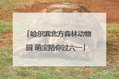 哈尔滨北方森林动物园 萌宝陪你过六一