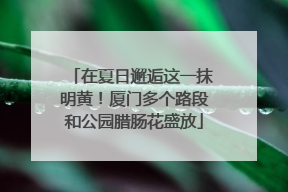 在夏日邂逅这一抹明黄！厦门多个路段和公园腊肠花盛放