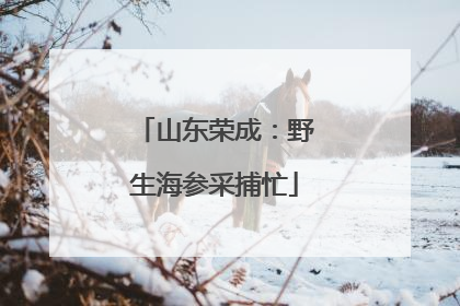 山东荣成：野生海参采捕忙