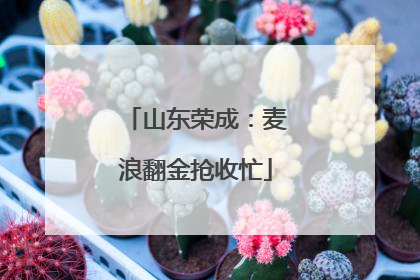 山东荣成：麦浪翻金抢收忙