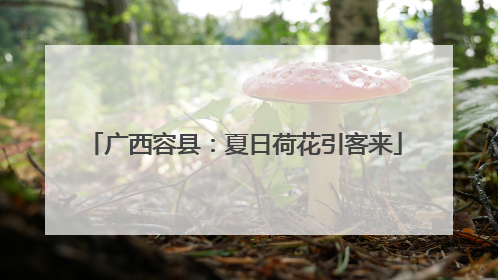 广西容县：夏日荷花引客来