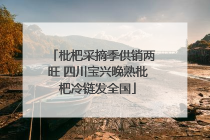 枇杷采摘季供销两旺 四川宝兴晚熟枇杷冷链发全国