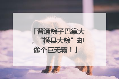 普通粽子巴掌大，“横县大粽”却像个巨无霸！