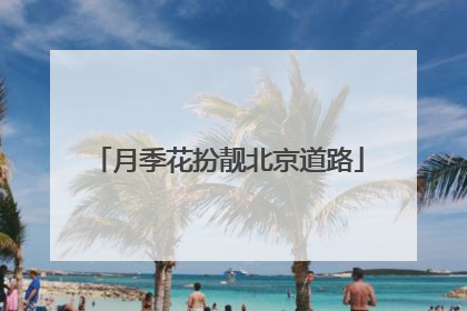 月季花扮靓北京道路