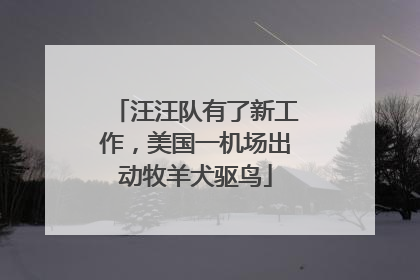 汪汪队有了新工作，美国一机场出动牧羊犬驱鸟