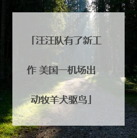 汪汪队有了新工作 美国一机场出动牧羊犬驱鸟