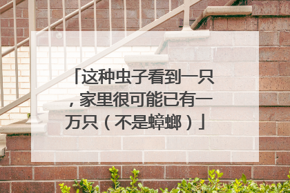 这种虫子看到一只，家里很可能已有一万只（不是蟑螂）