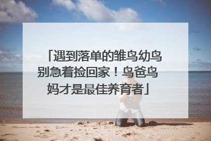 遇到落单的雏鸟幼鸟别急着捡回家！鸟爸鸟妈才是最佳养育者