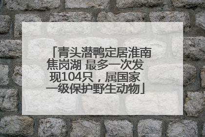 青头潜鸭定居淮南焦岗湖 最多一次发现104只，属国家一级保护野生动物