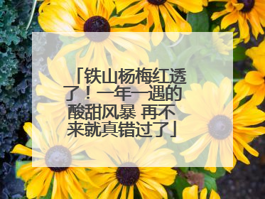 铁山杨梅红透了！一年一遇的酸甜风暴 再不来就真错过了