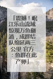 震撼！岷江乐山流域惊现万鱼翻涌，成群结队绵延两三公里 官方：鱼群在此产卵