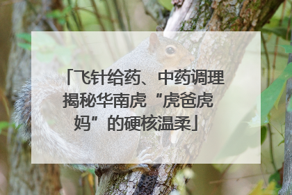 飞针给药、中药调理 揭秘华南虎“虎爸虎妈”的硬核温柔