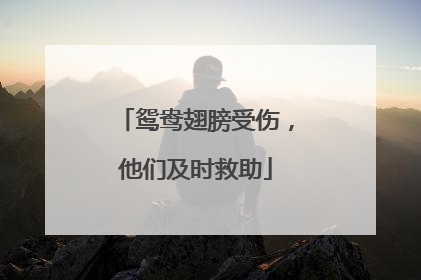 鸳鸯翅膀受伤，他们及时救助