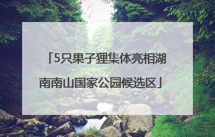 5只果子狸集体亮相湖南南山国家公园候选区